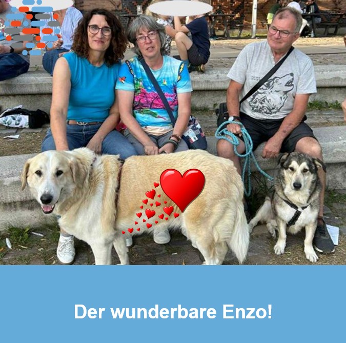 Hund Enzo