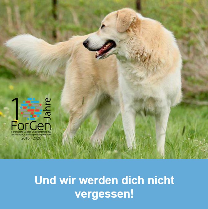 Hund Enzo
