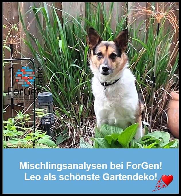 Hund Leo