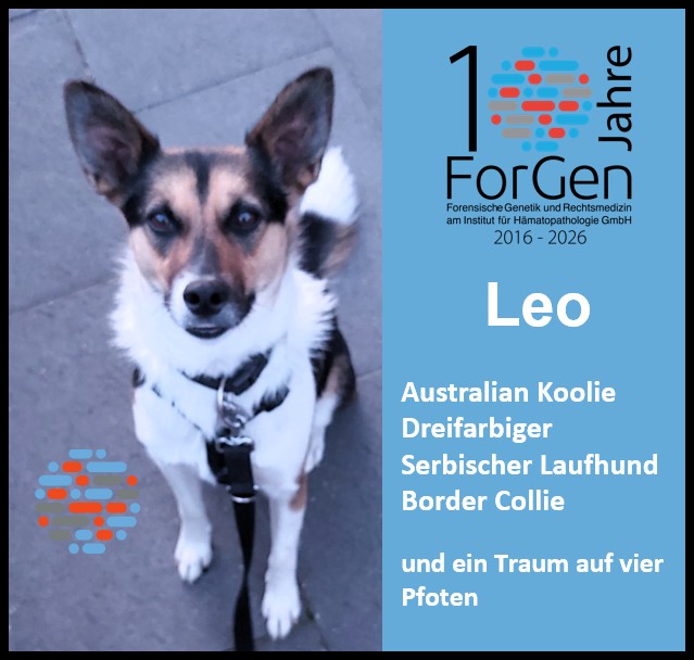 Hund Leo