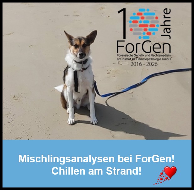 Mischlingsanalysen bei ForGen: Die Ohren, die Ohren!