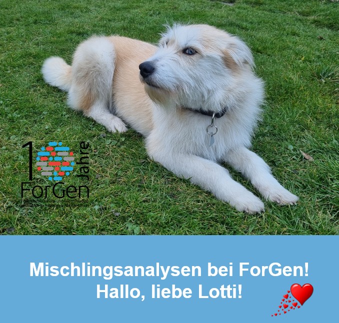 HUnd Lotti