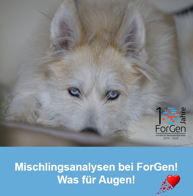 HUnd Lotti
