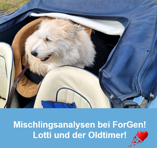 HUnd Lotti