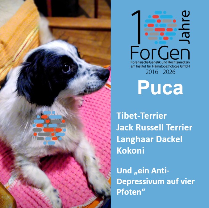 ForGen sagt Hallo zu Púca, dem schwarz-weißen, entzückenden Winzpinz.