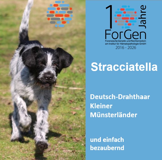 Hund Stracciatella