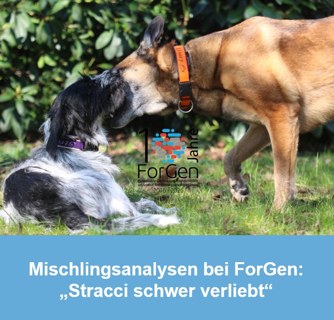 Hund Stracciatella