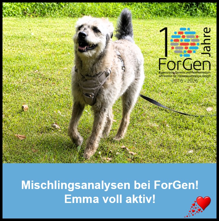 Mischlingsanalysen bei ForGen: Hier kommt Emma!
