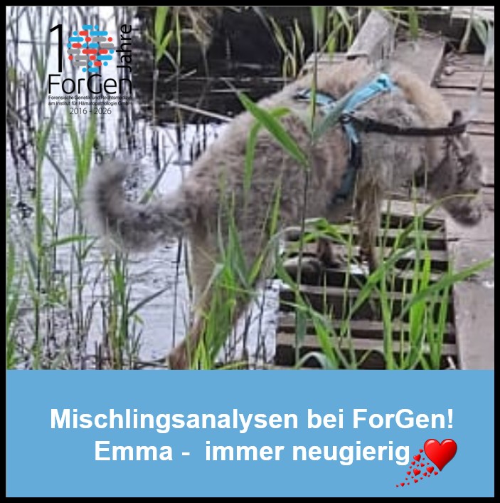 Hund Emma