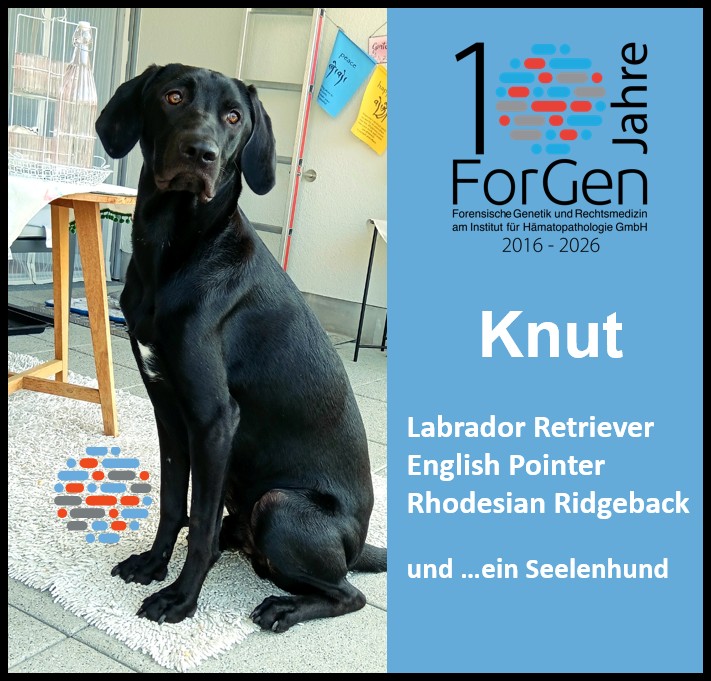 Hund Knut