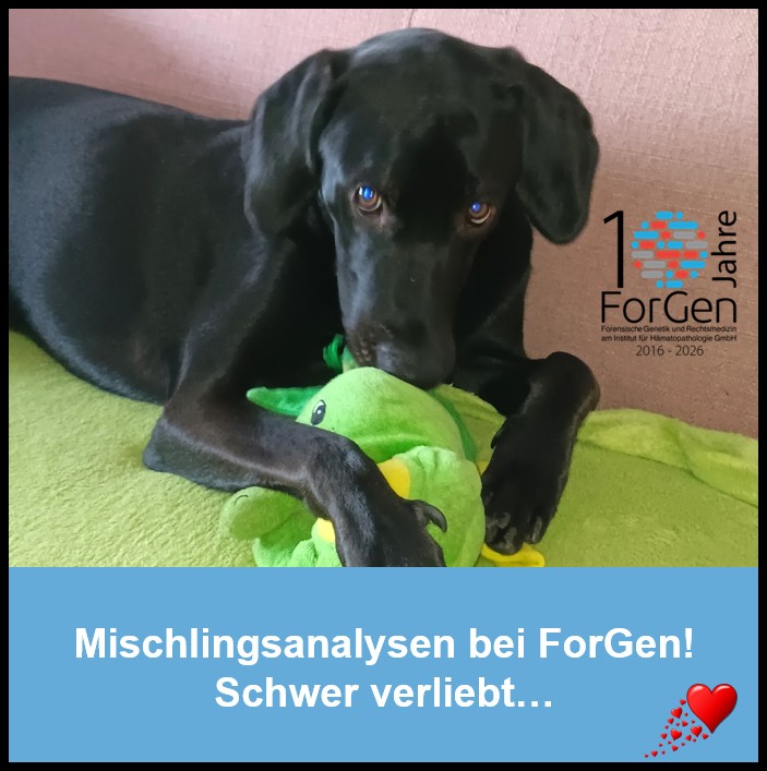Hund Knut