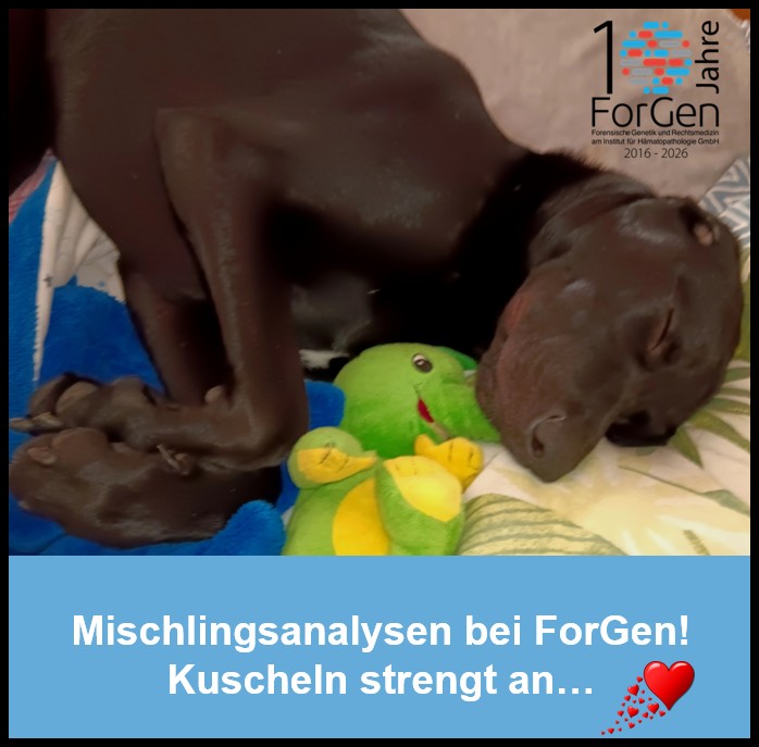 Hund Knut