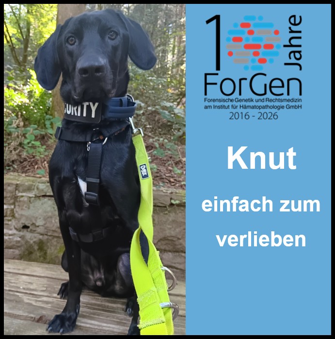 Hund Knut