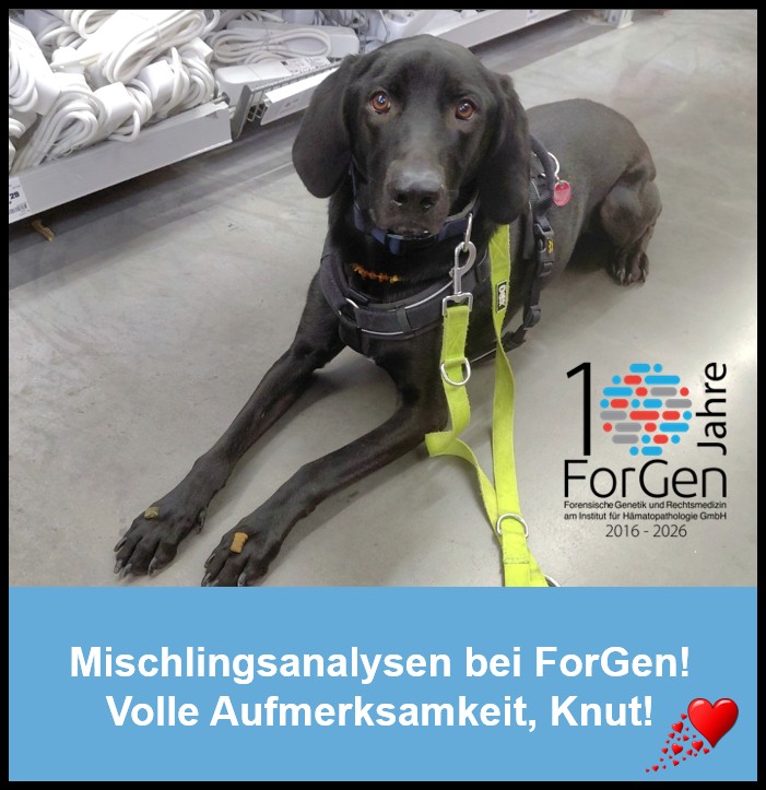 Hund Knut