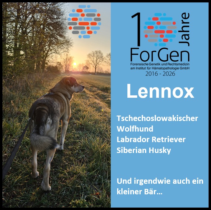 Hund Lennox