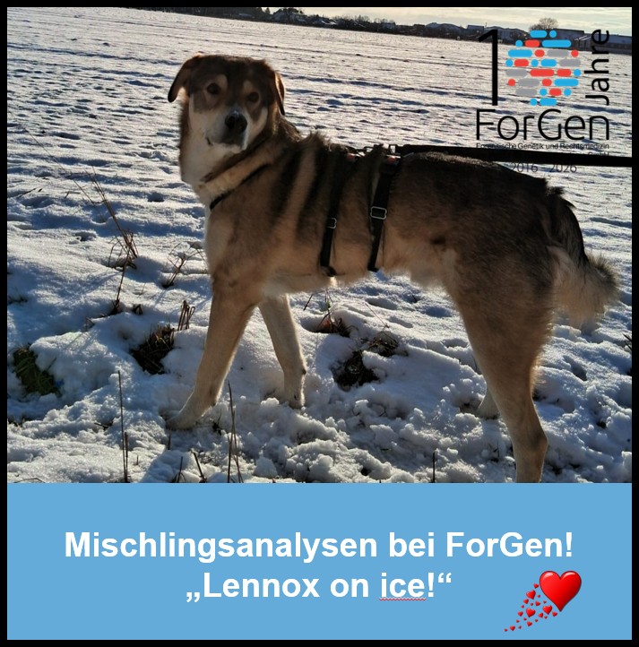 Hund Lennox