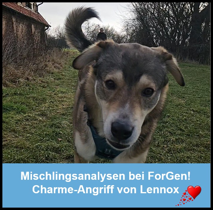 Hund Lennox