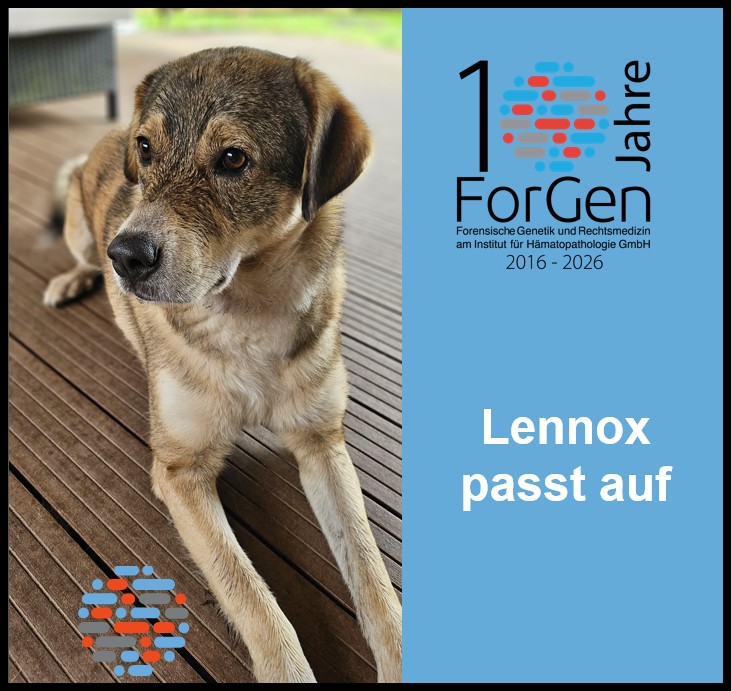 Hund Lennox