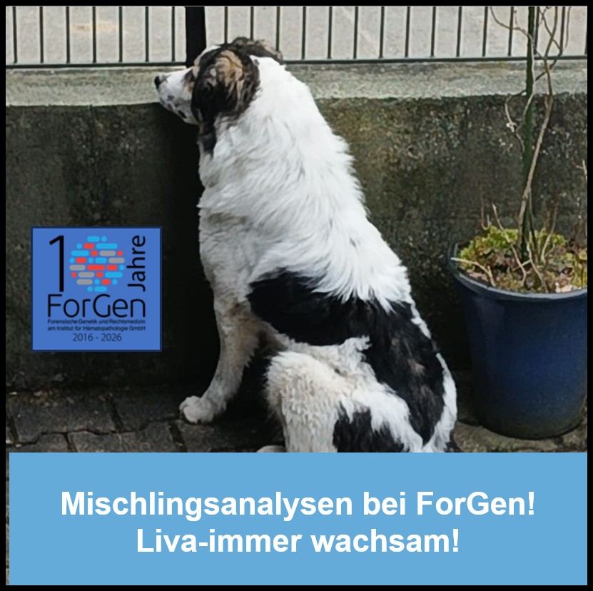 Hund Liva