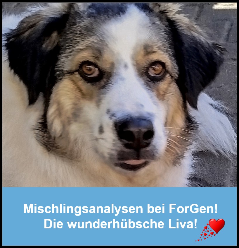 ForGen trifft Liva!