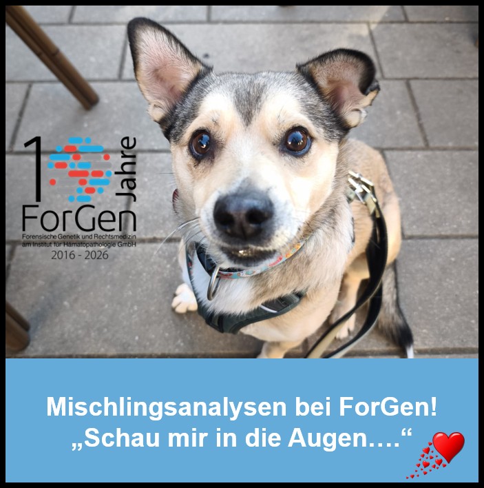 Hund Pepe