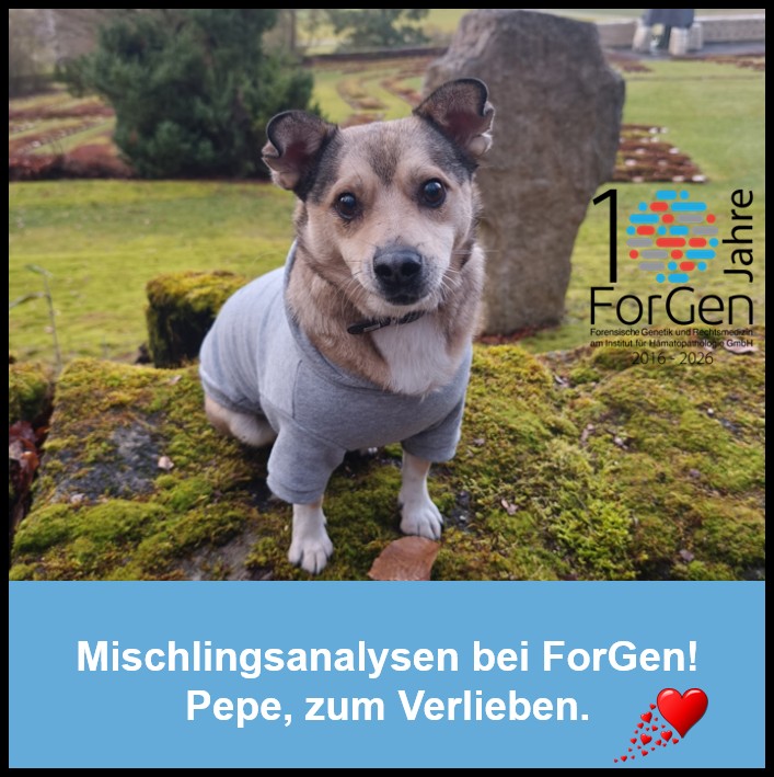 Hund Pepe