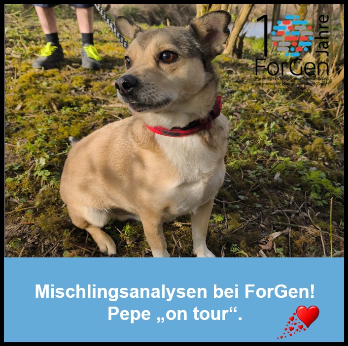 Hund Pepe