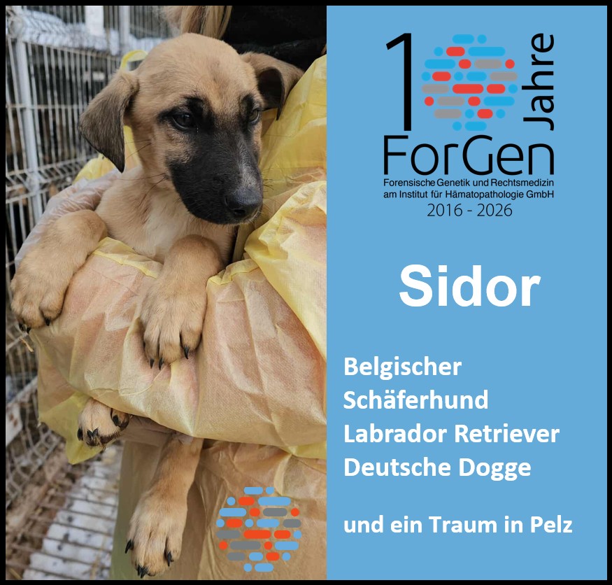 Hund Sidor