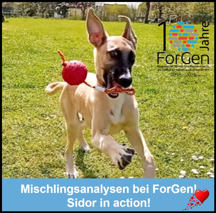 Mischlingsanalysen bei ForGen: Achtung Zuckerschock!