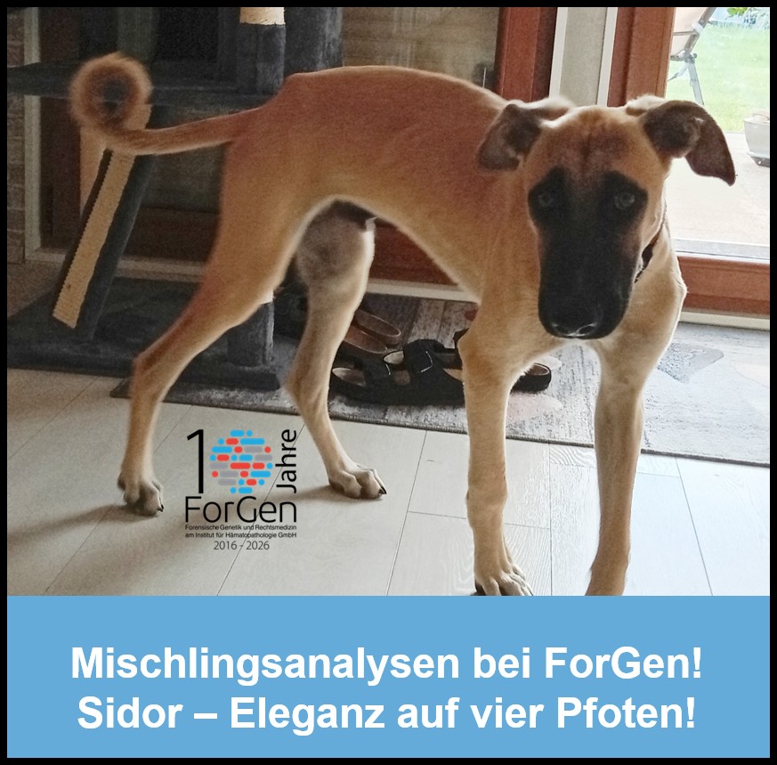 Hund Sidor