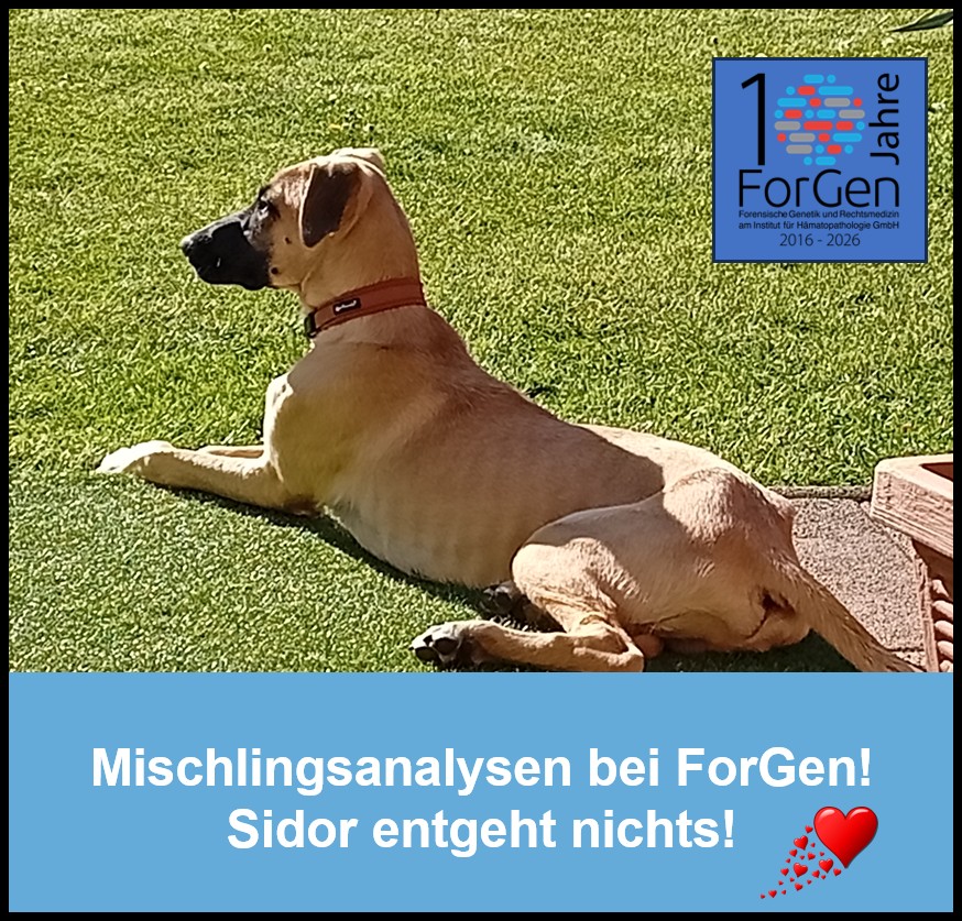 Hund Sidor
