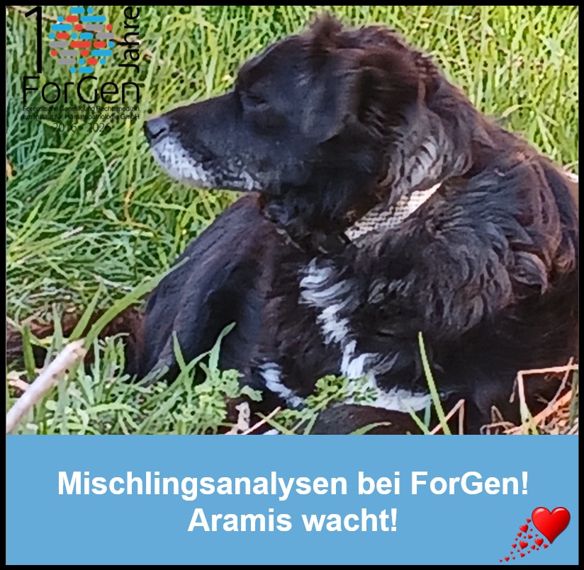 HUnd Aramis