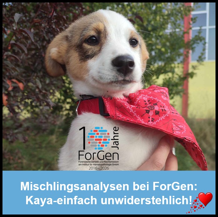 Hund Kaya