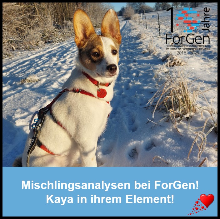 Mischlingsanalysen bei ForGen: Zuckerschock-Alarm – hier kommt Kaya! 🐾💛