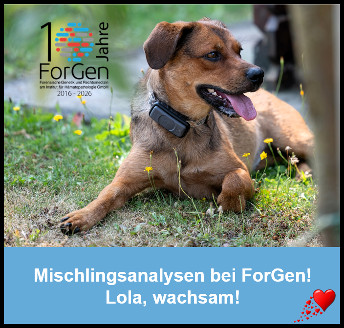 HUnd Lola