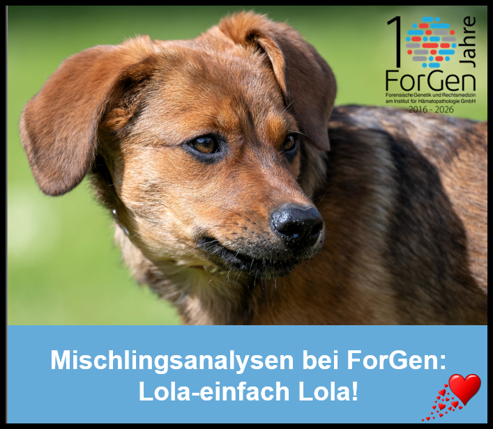 Mischlingsanalysen bei ForGen: „Her name was Lola“ 🎶🐾