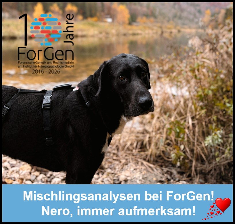 Mischlingsanalysen bei ForGen: Ciao Nero