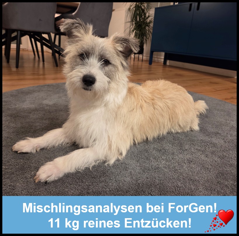 Mischlingsanalysen bei ForGen: Manchmal werden Wünsche wahr!