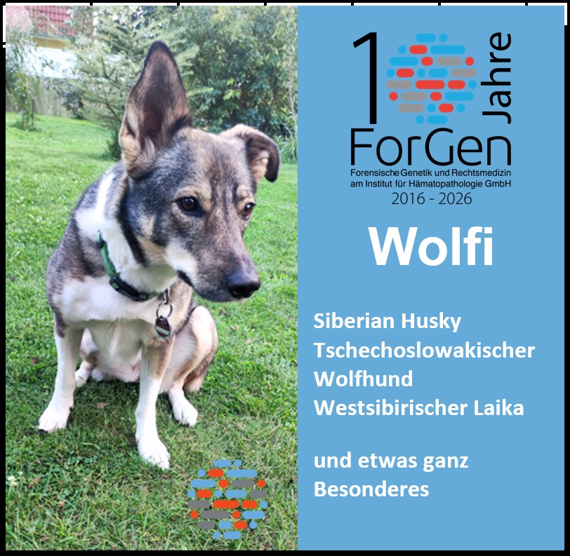 Hund Wolfi