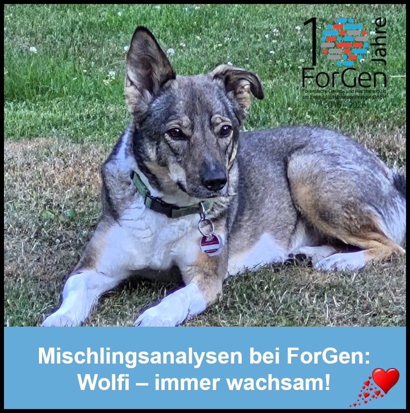 Hund Wolfi