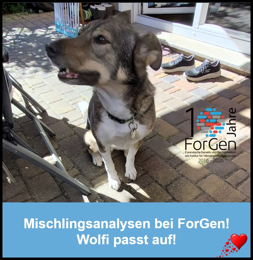 Hund Wolfi