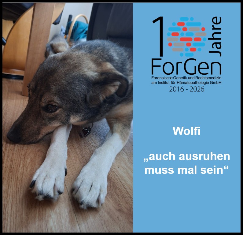 Hund Wolfi