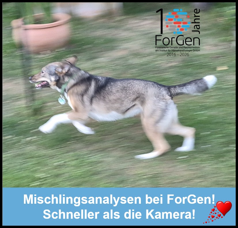 Mischlingsanalysen bei ForGen: Ein Wolf, da heult er oder Name verpflichtet