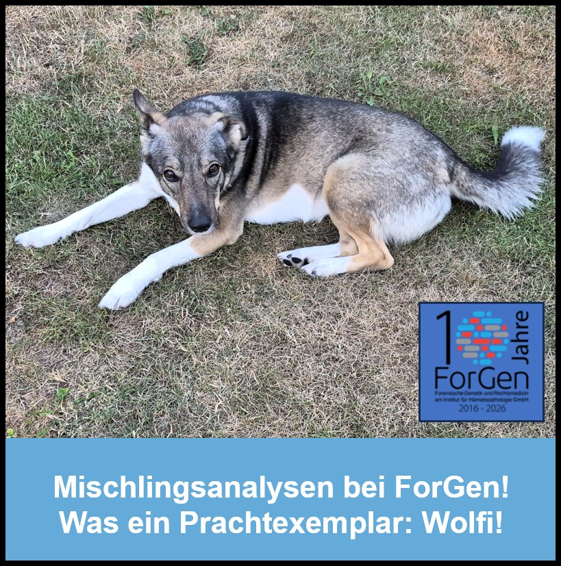 Hund Wolfi