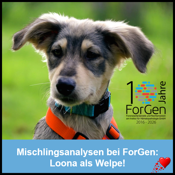 Hund Loona