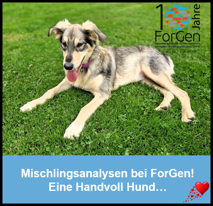 Hund Loona