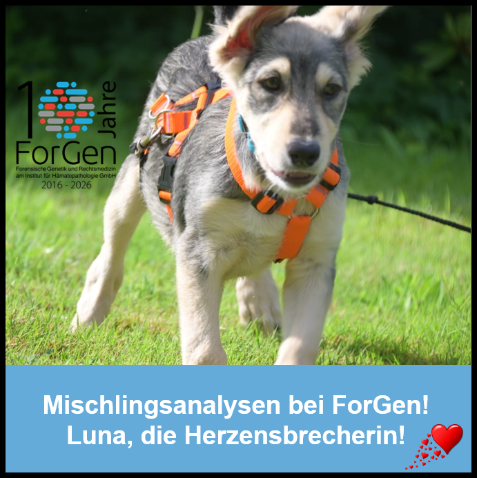 Hund Loona