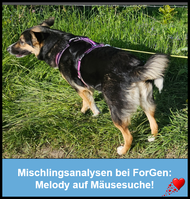 Hund Melody
