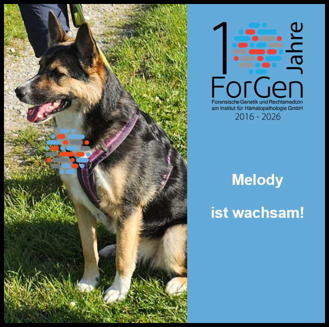 Hund Melody