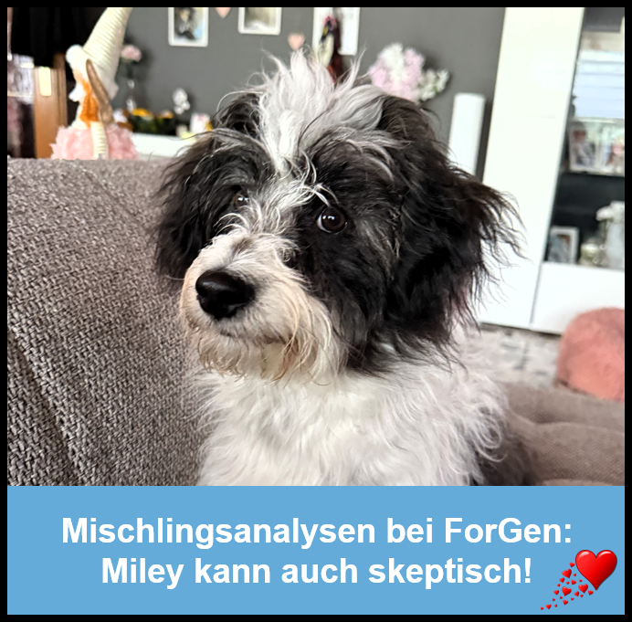 Hund MIley